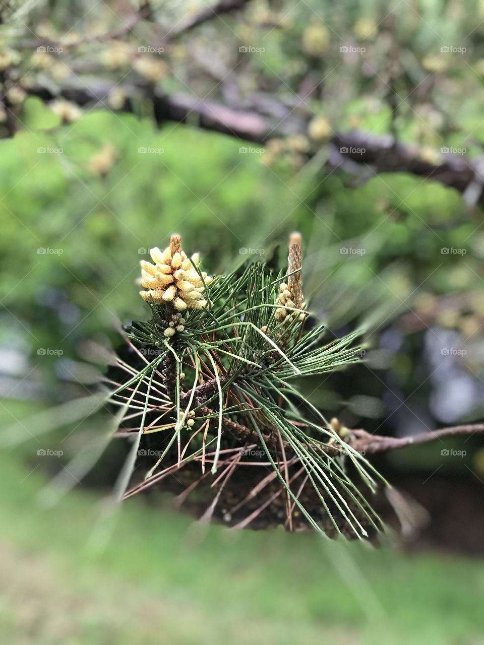 Pine bud