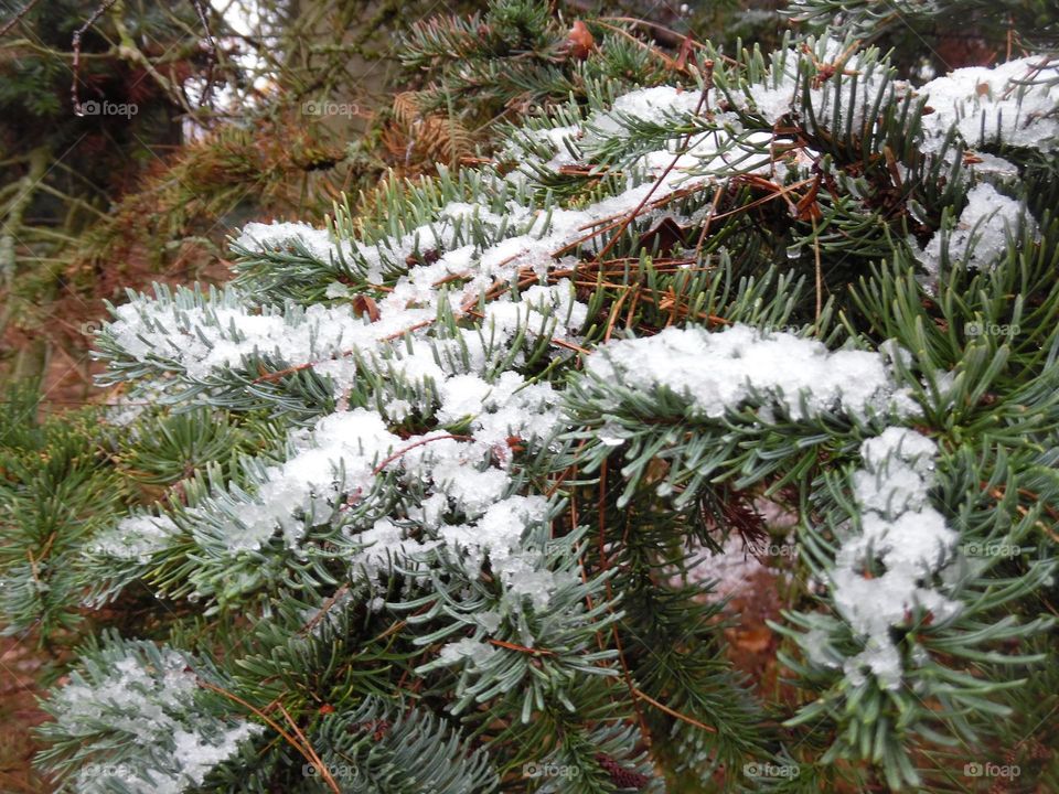 Parc de Mariemont , la Louvière