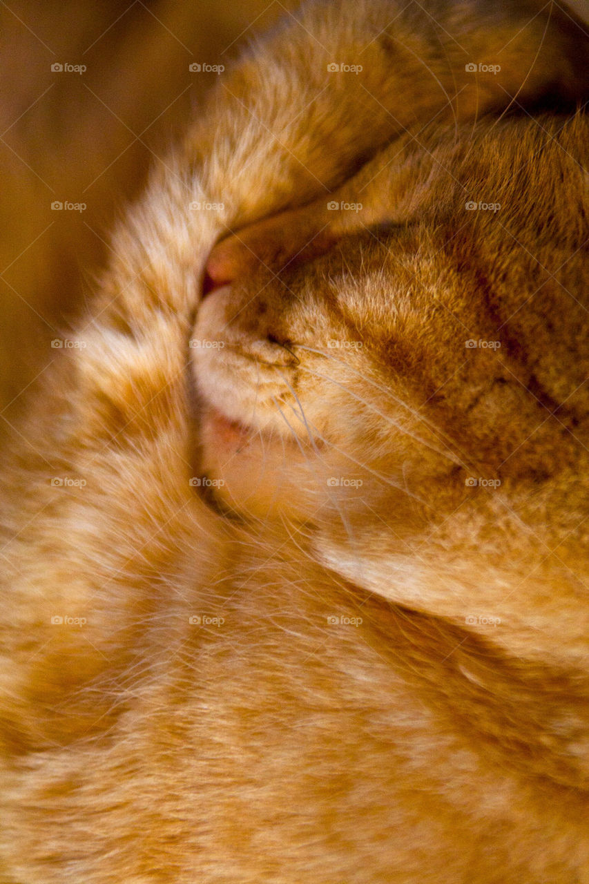 close cat sleeping animal by idocreativestuff