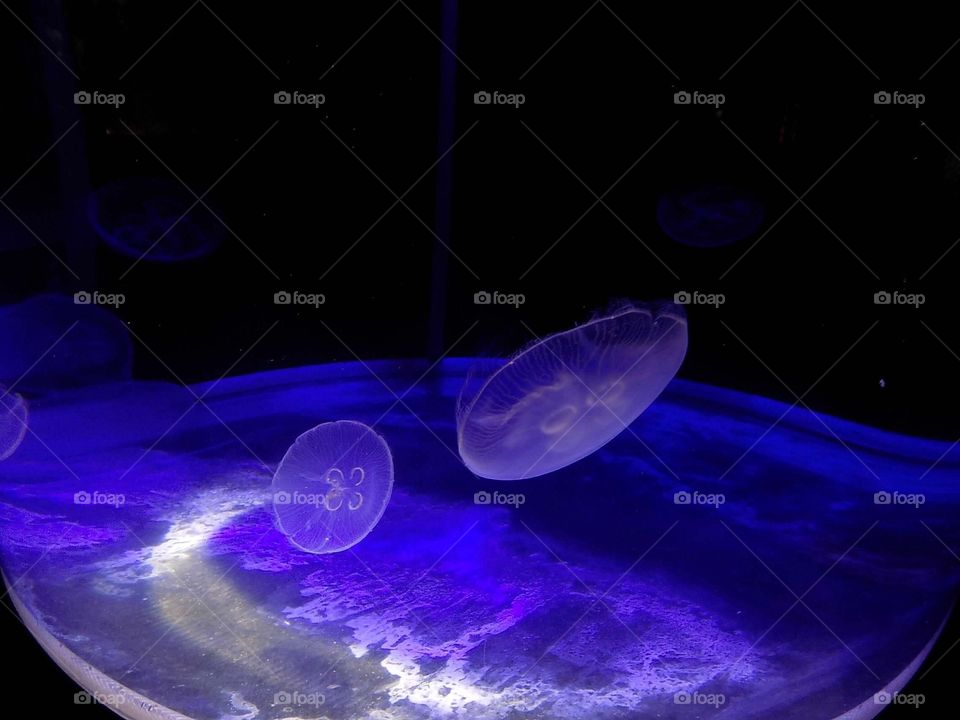 Moon Jellyfish at the Milwaukee County Zoo