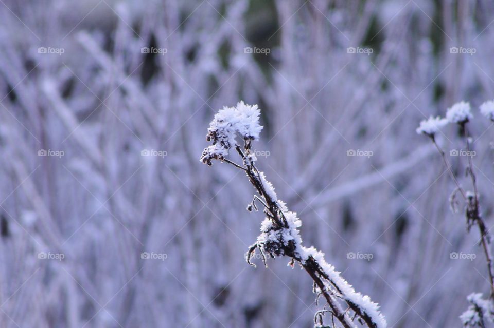 This filtered shot creates an almost monochrome photo of a stem of a small plant. The dead plant comes to life with what looks like a blossom at the end of its stem. 