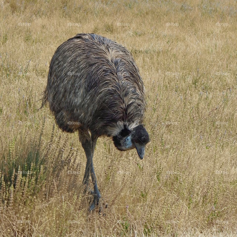 A curious ostrich walks towards a group of tourists at the Wildlife Safari in Southern Oregon. 