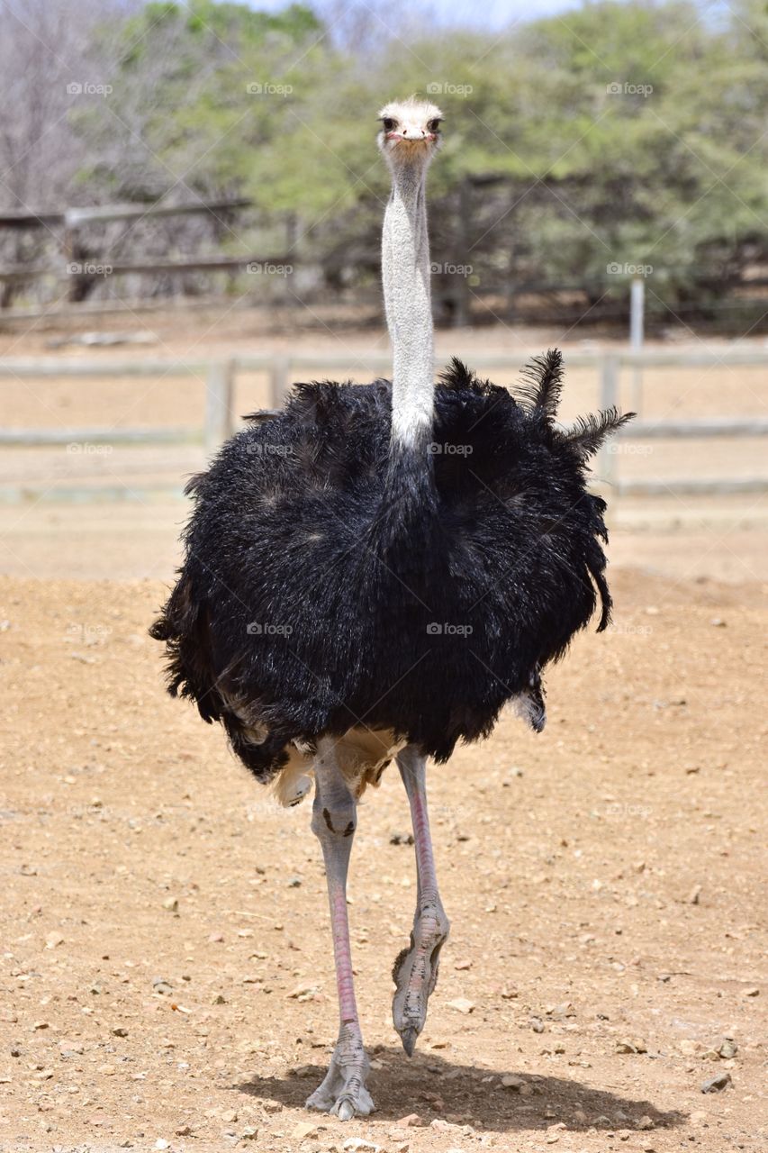Portrait of a ostrich