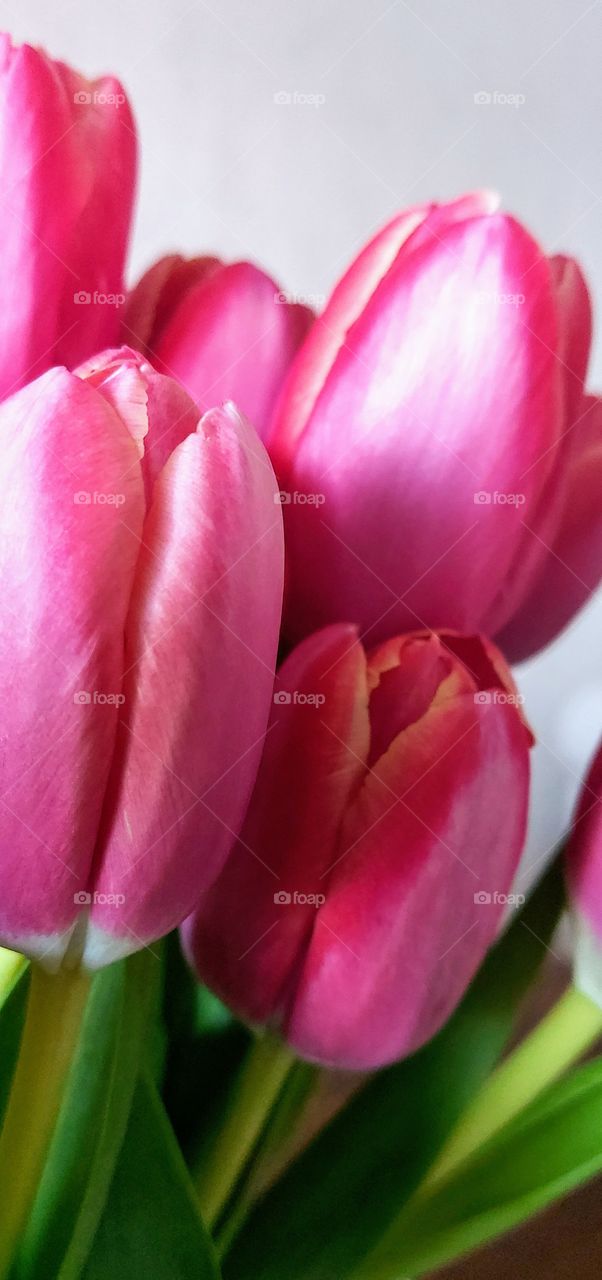 Tulips brighten your day