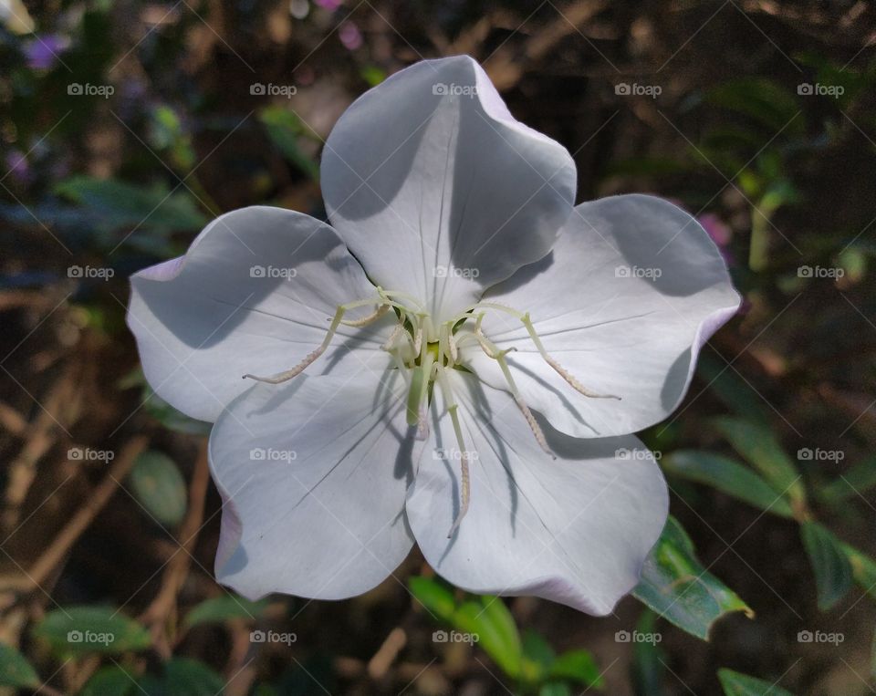 a white flower in the garden in a sunny day