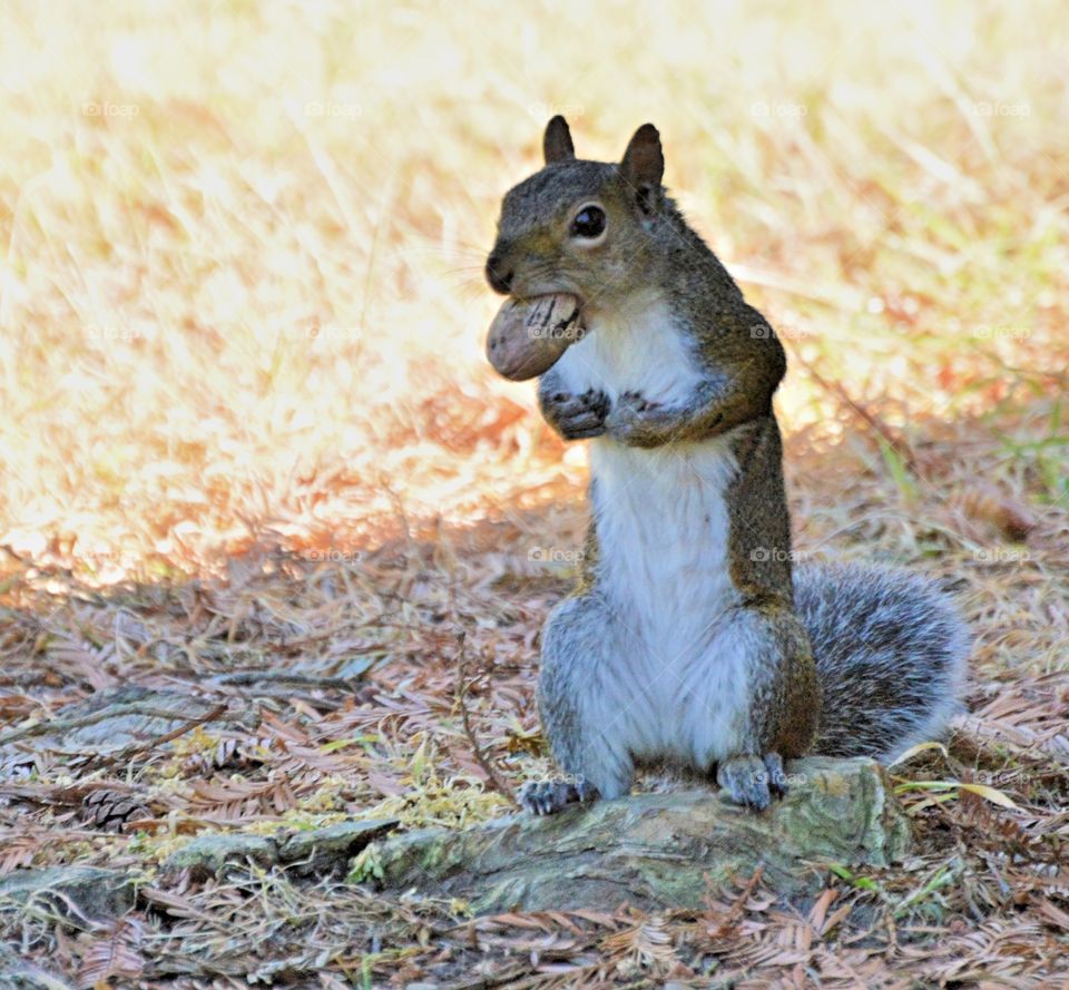 this is my nut, says the squirrel to the human