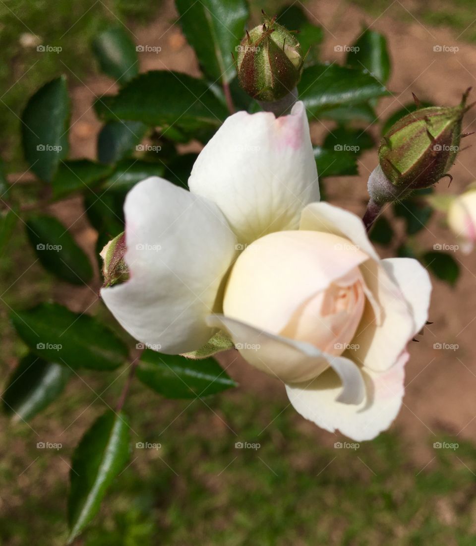 🌺 Fim de #cooper, fazendo o #alongamento final à beira das #roseiras.
🏁
#corrida #treino #flor #flores #flowers #pétalas #pétala #jardim #jardinagem #garden #flora #run #running #esporte