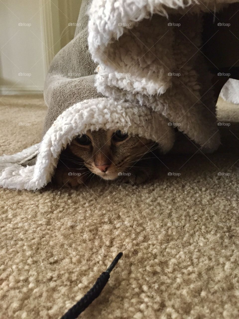 It'll never see me coming. 