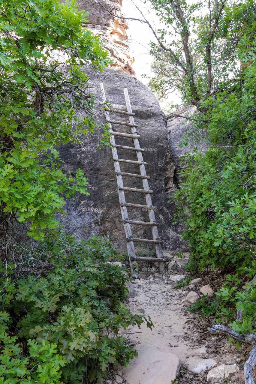 Tall Trail Ladder