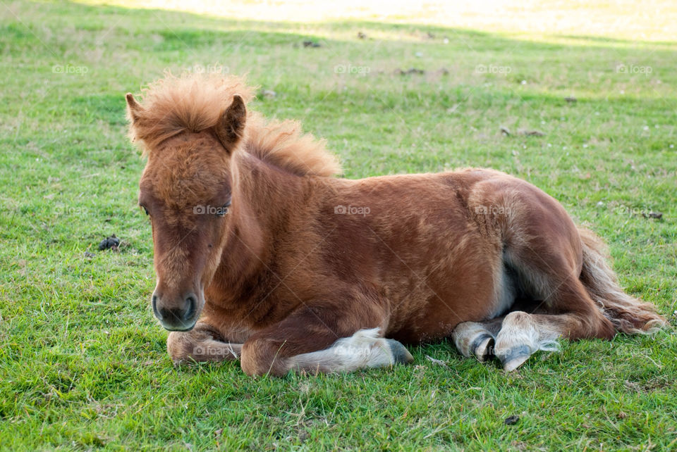 animal cute zoo horse by jbdc