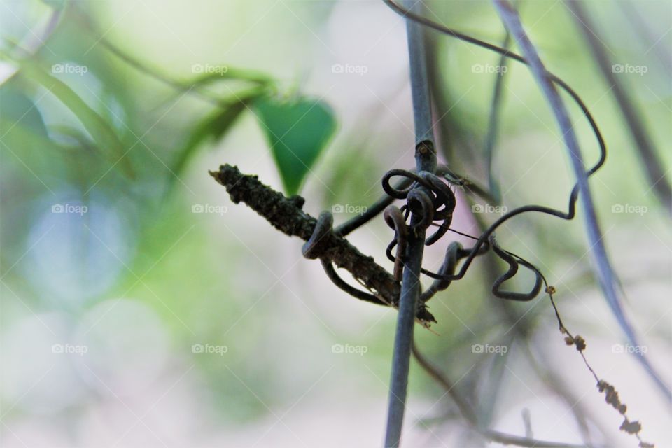 tangled under the treed.