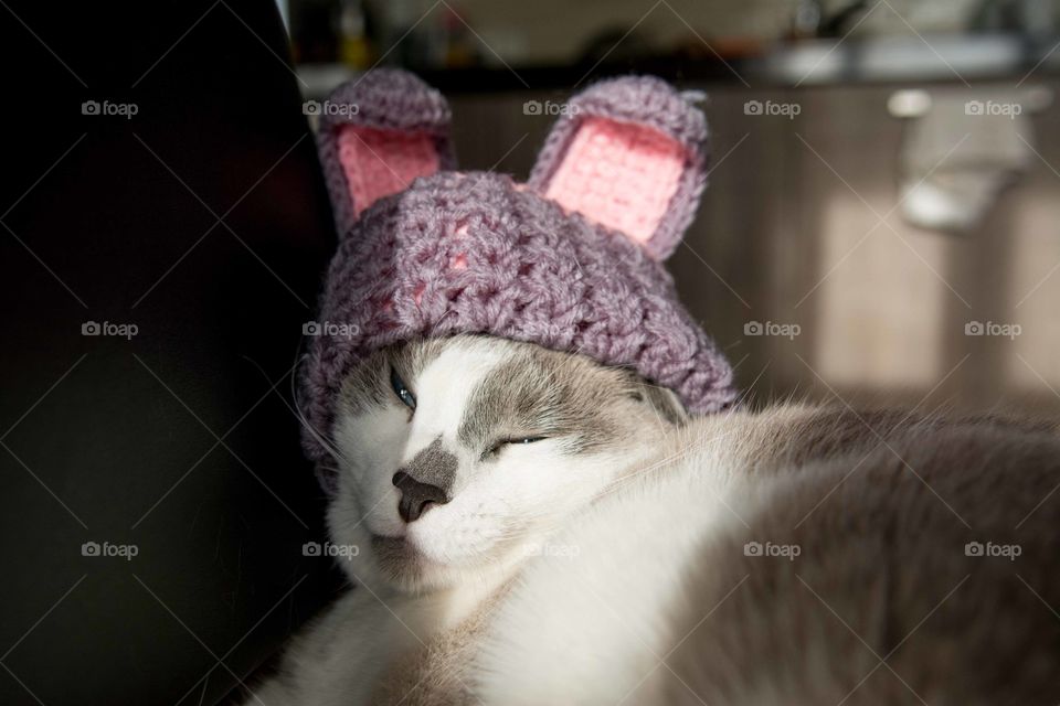 Cat wearing knit hat