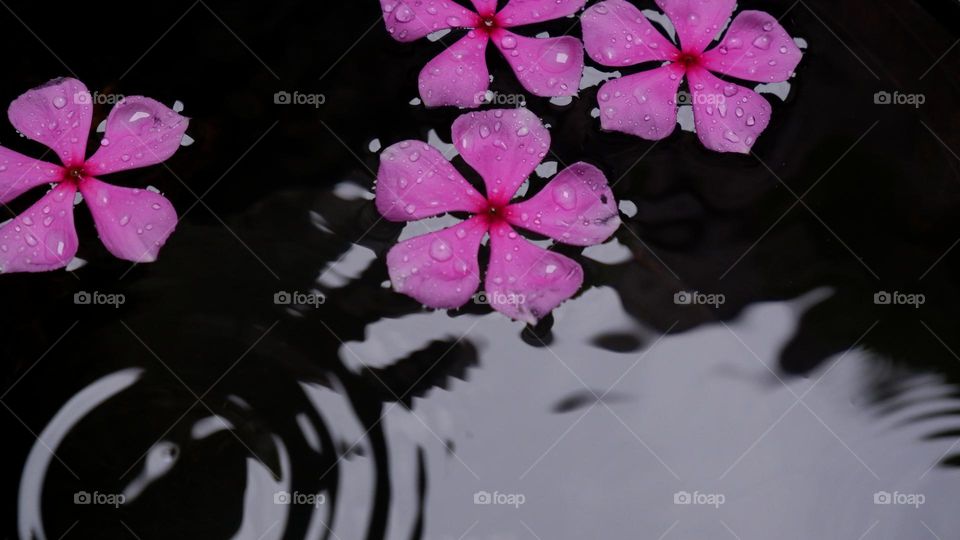 flowers on the water