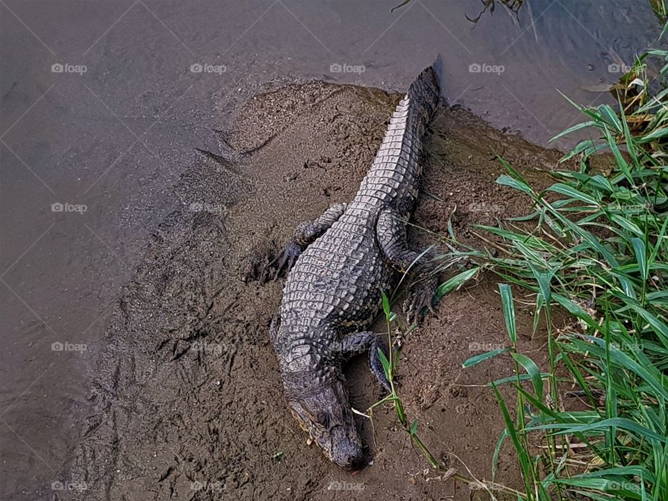 alligator