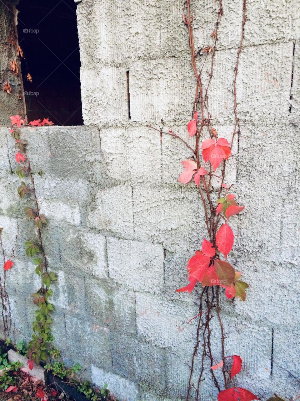 Red vines on an abandoned building