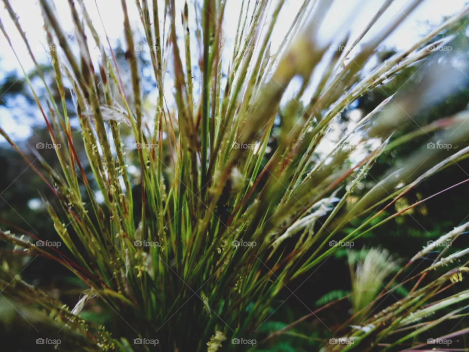 Natureza 