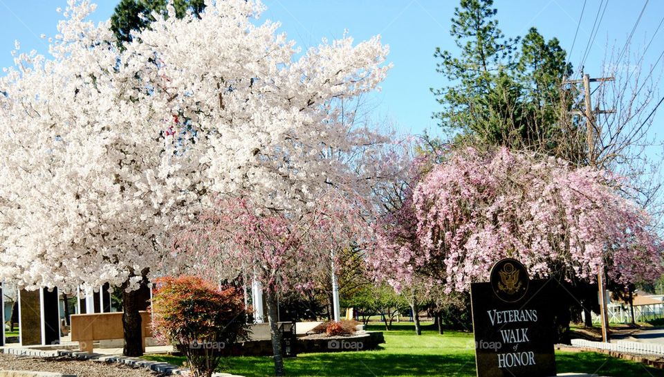 walk of honor