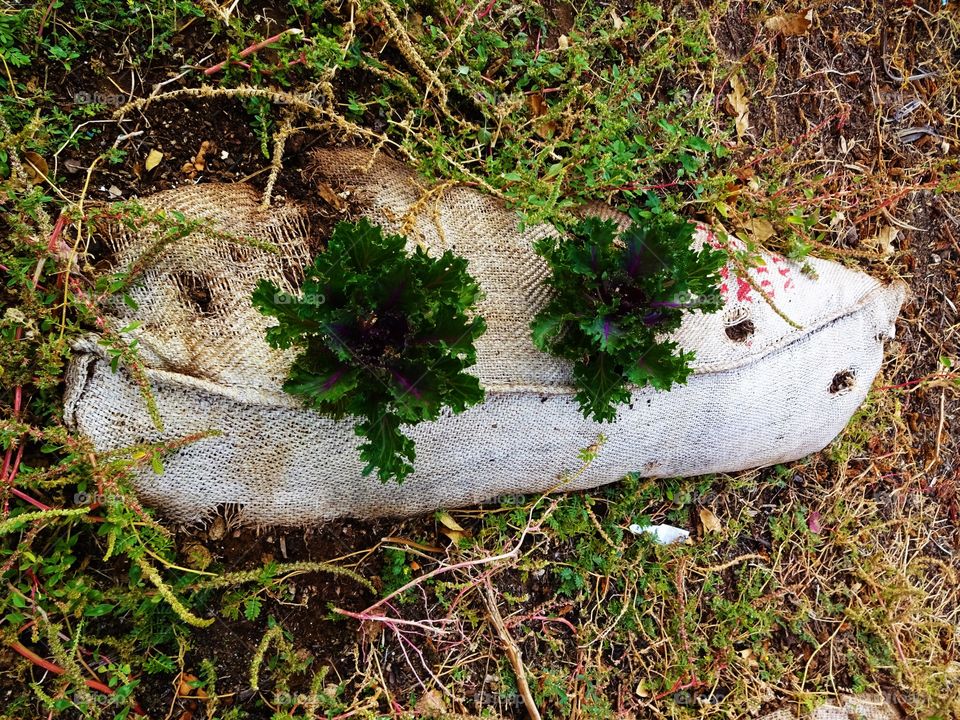 Sack garden