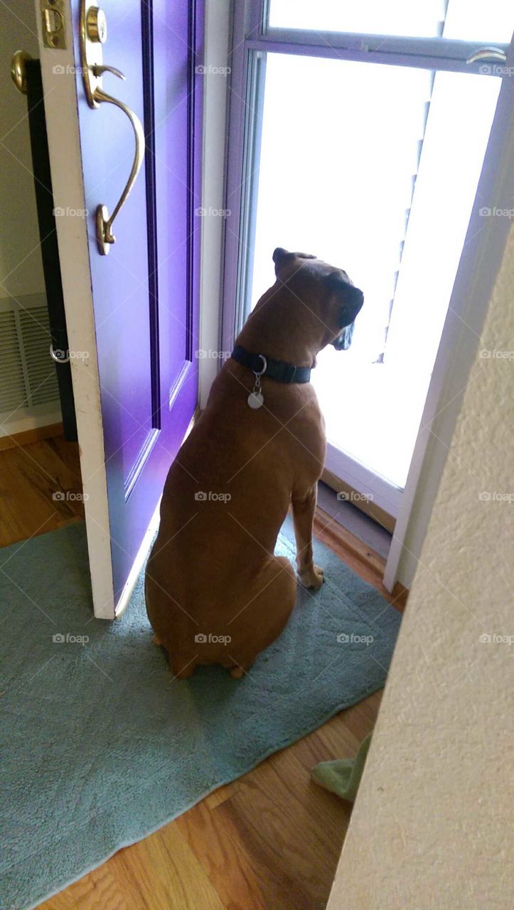 My best friend waiting for the family to come home