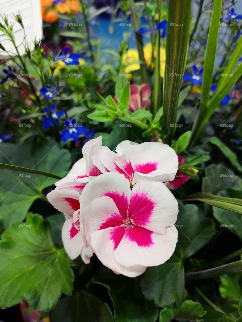 white and red flower