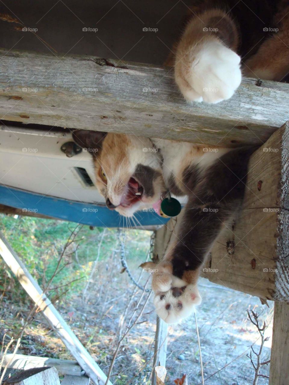 My cat (Mitzi) in another predicament