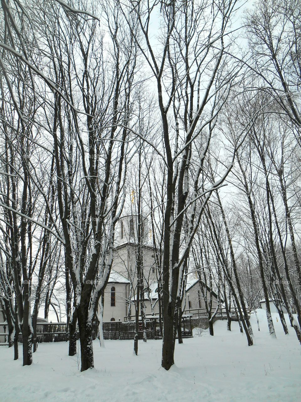 Winter, Snow, Wood, Tree, Weather