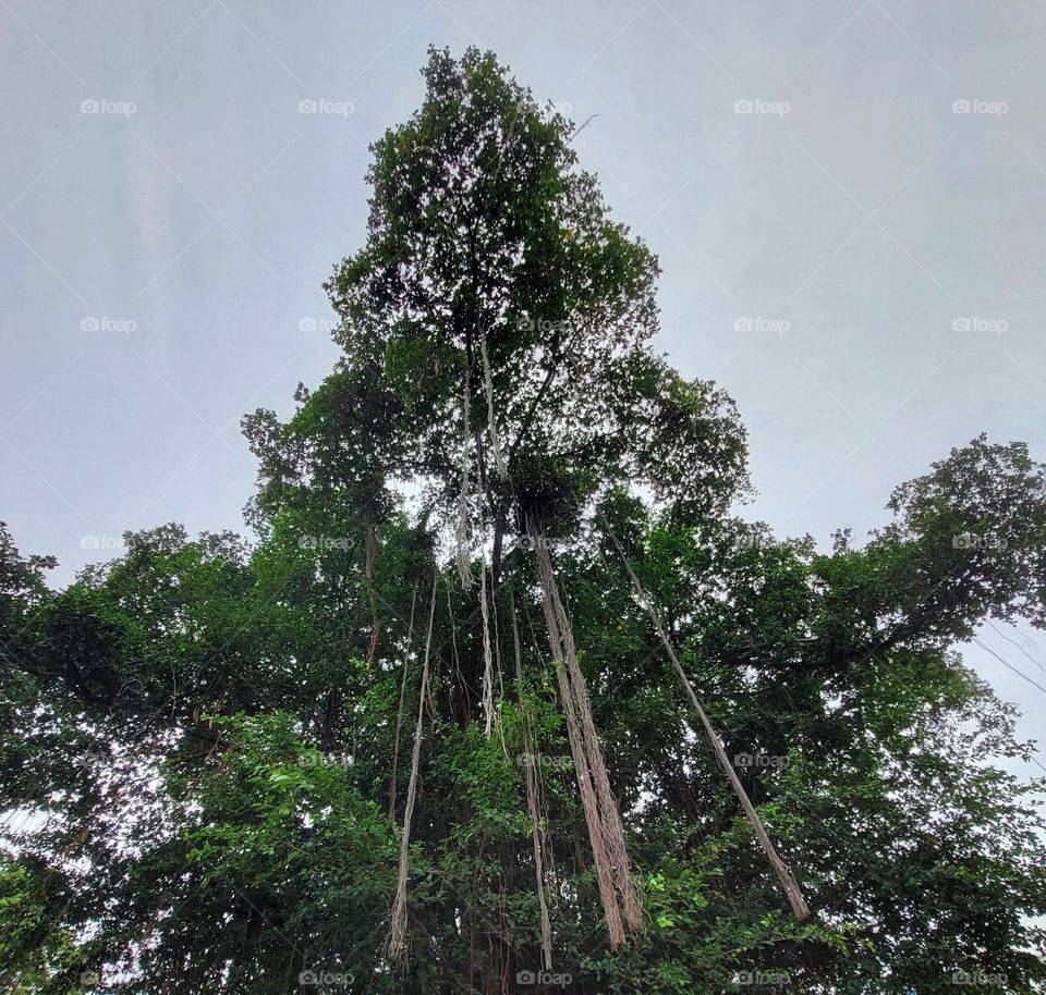banyan tree roots dangling to the ground