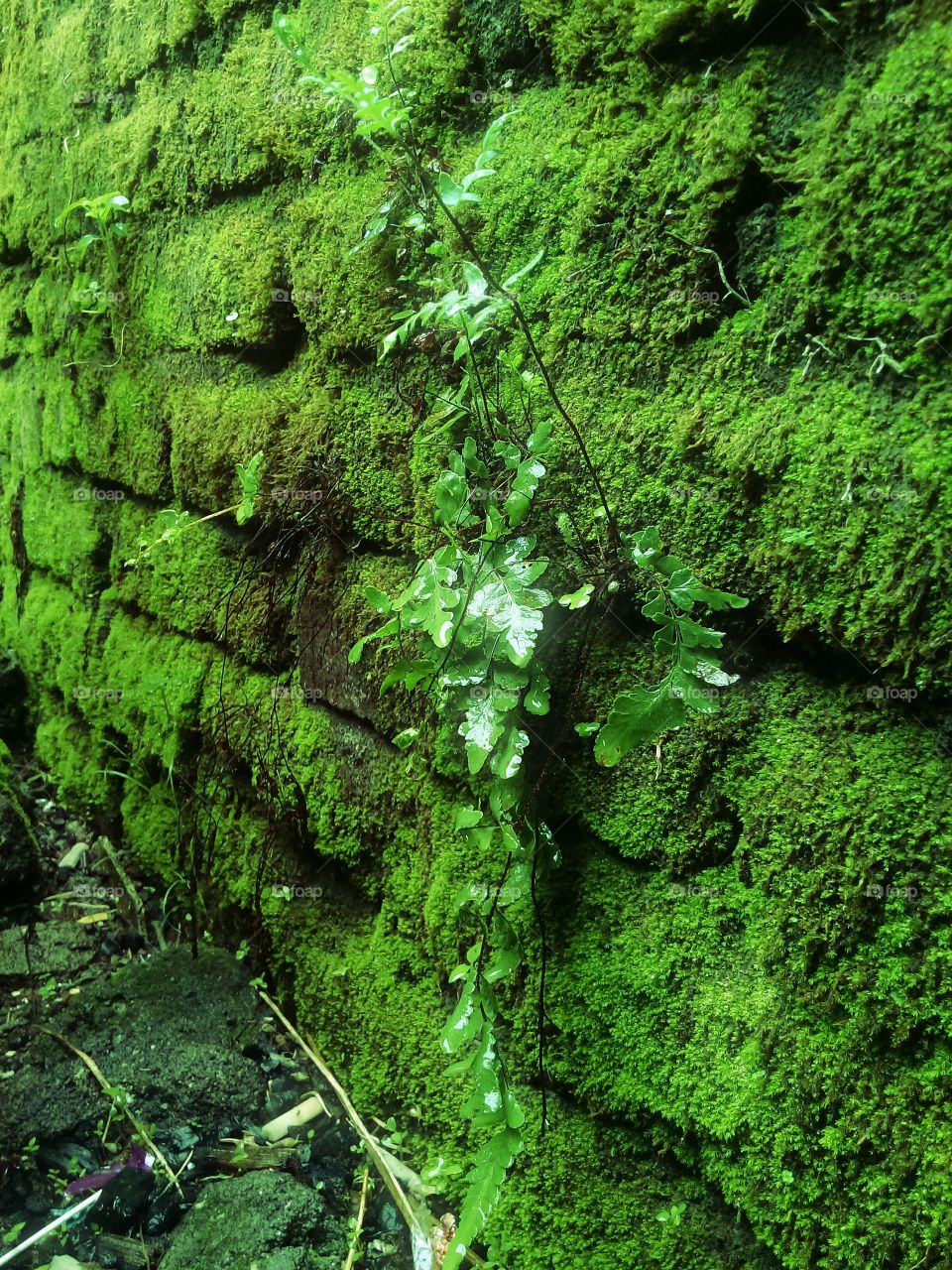 mossy walls and nail plants