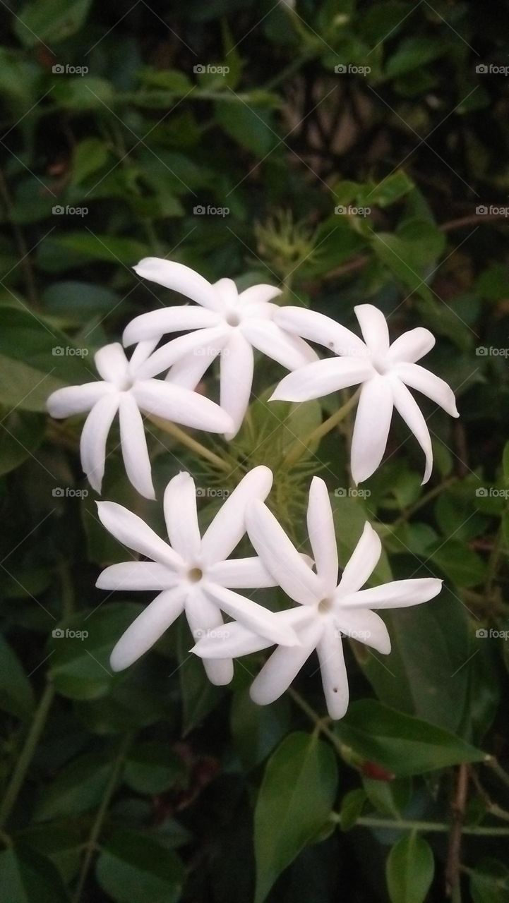 the bitter flowers captured