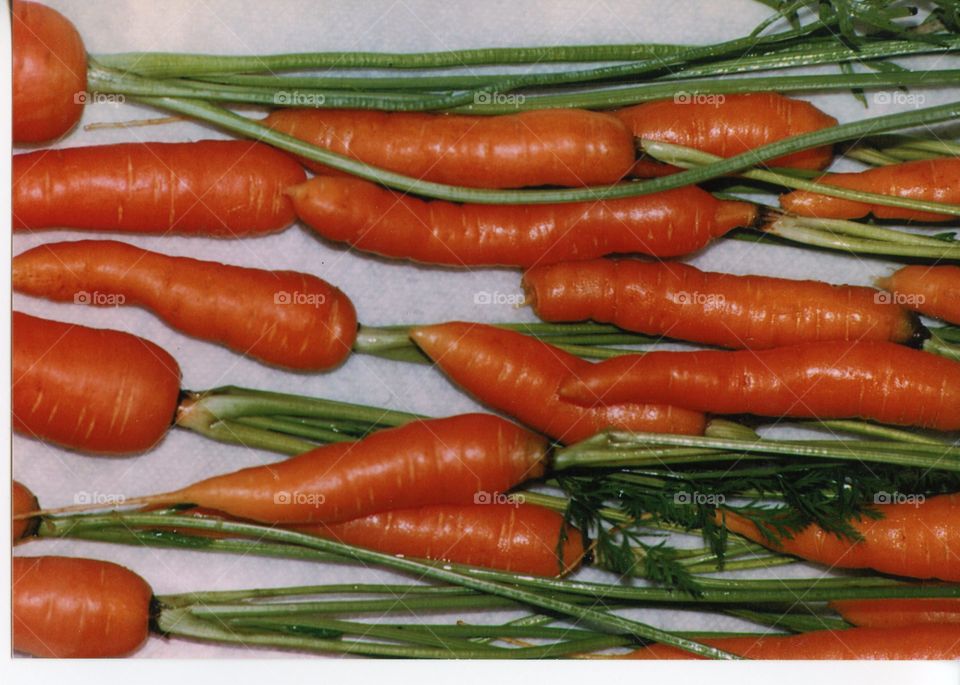 Fresh Garden carrots home grown