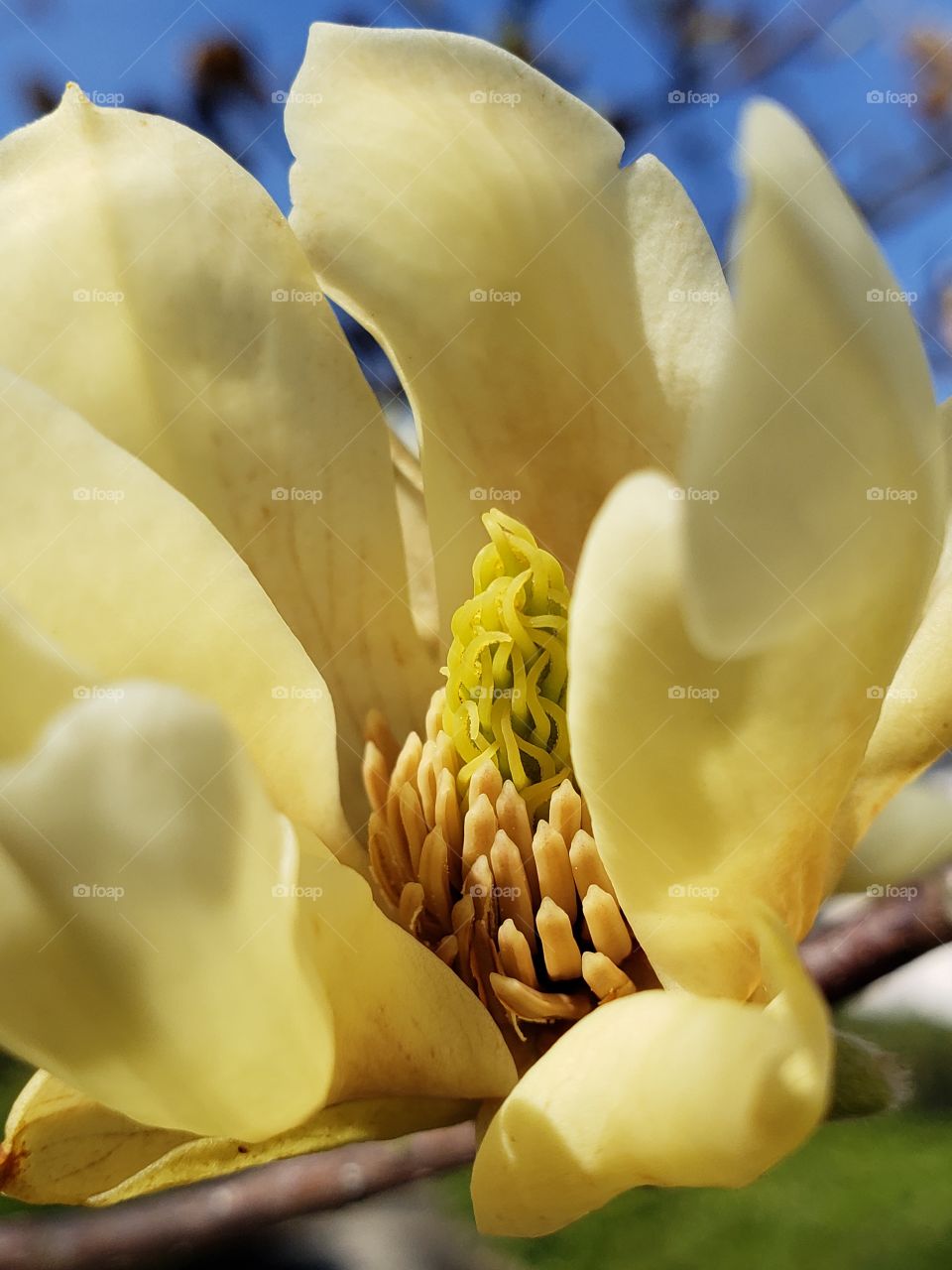 Yellow Magnolia