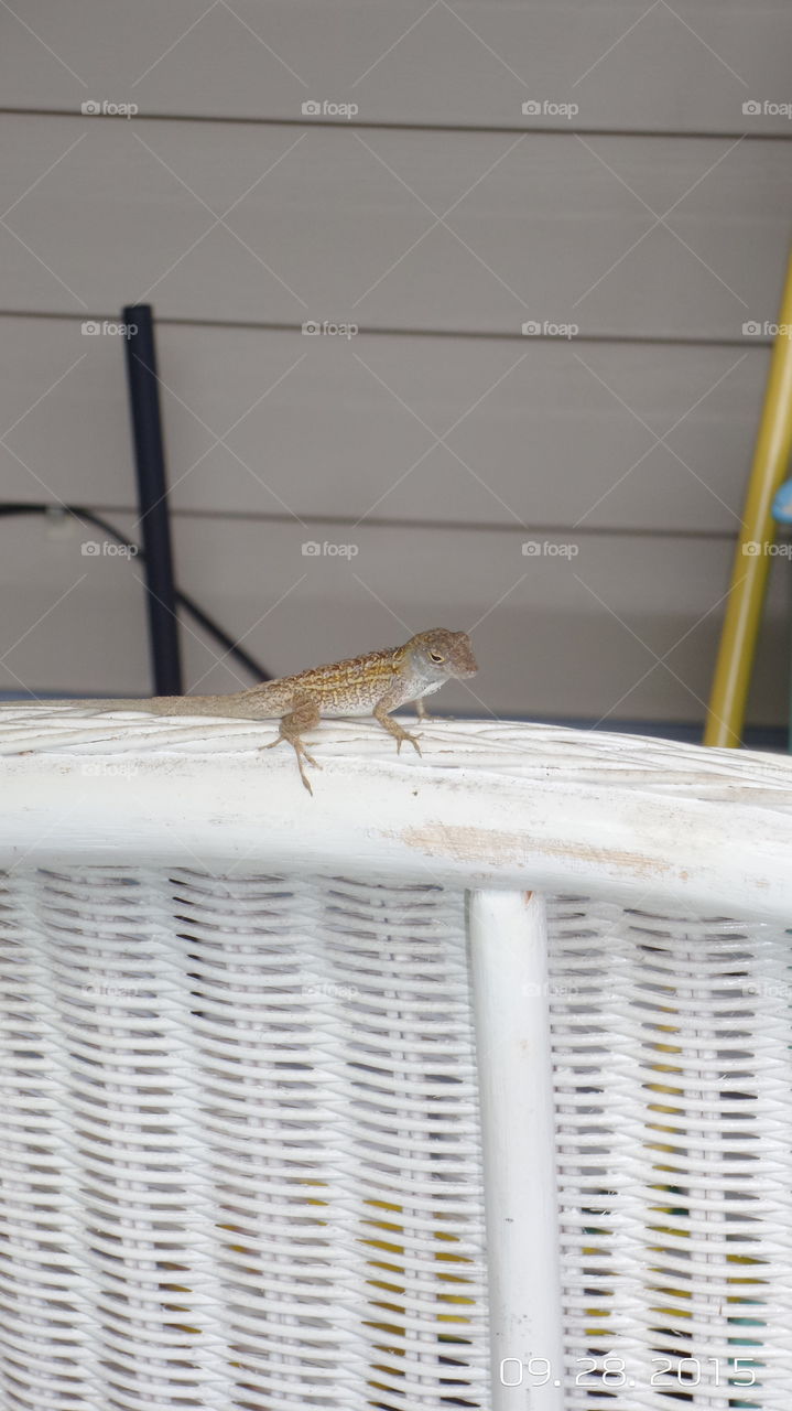 Just hanging out. I bought a used chair from
 the neighbor and this little lizard fell in love with it. He perches there everyday