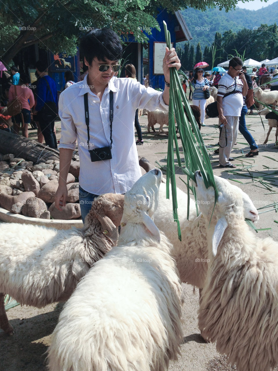 I love a sheeps.At Thailand. 💙💚❤️🇹🇭