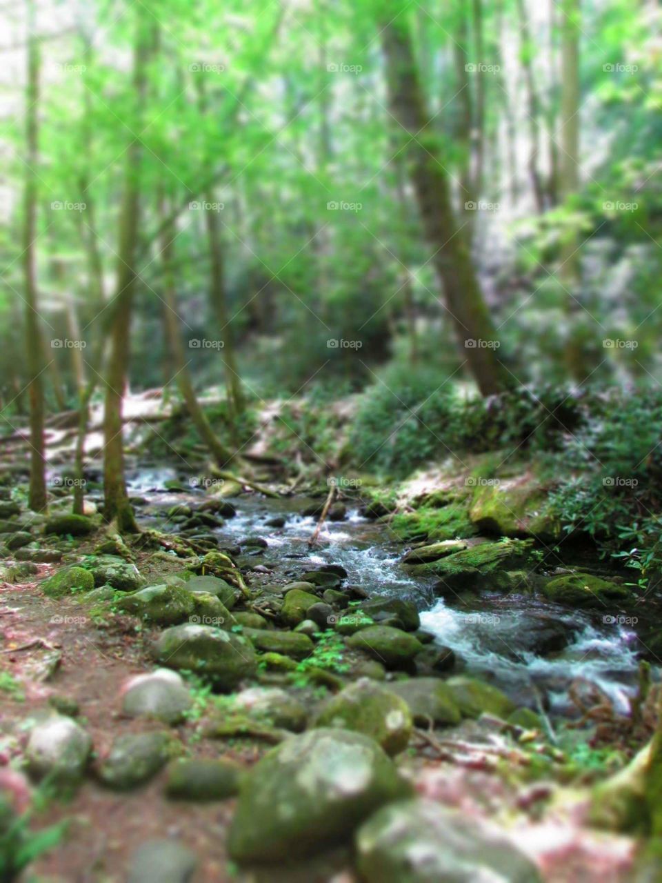 Nature, Water, Wood, Moss, Stream
