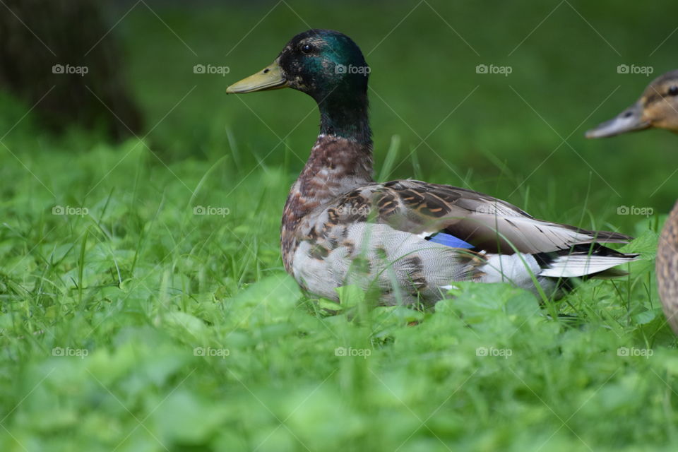 Mallard duck 