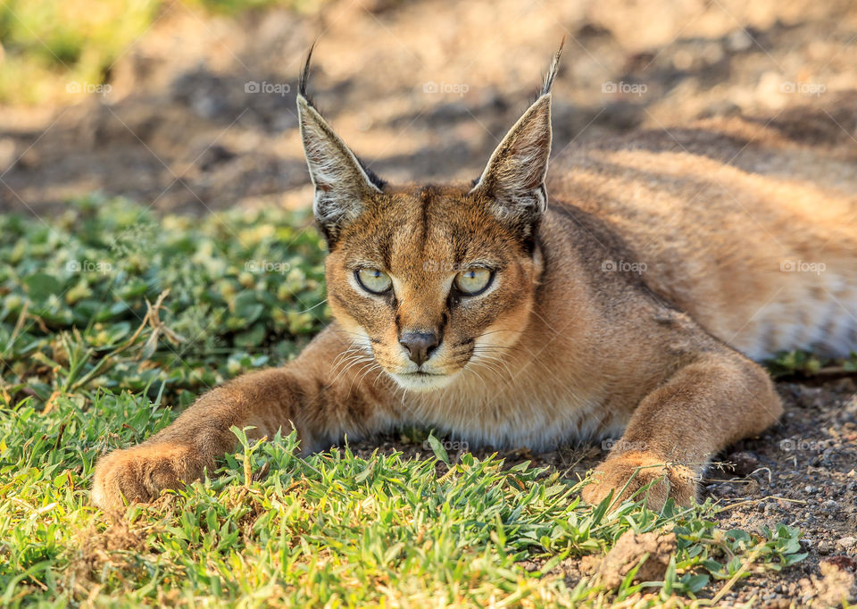 A portrait of a Caracal. I captured this elusive wild cat resting under a tree in the Ngorongoro Crater, Tanzania. Normally this shy medium size wild cat hunts small rodents, birds and mammals typically at night.