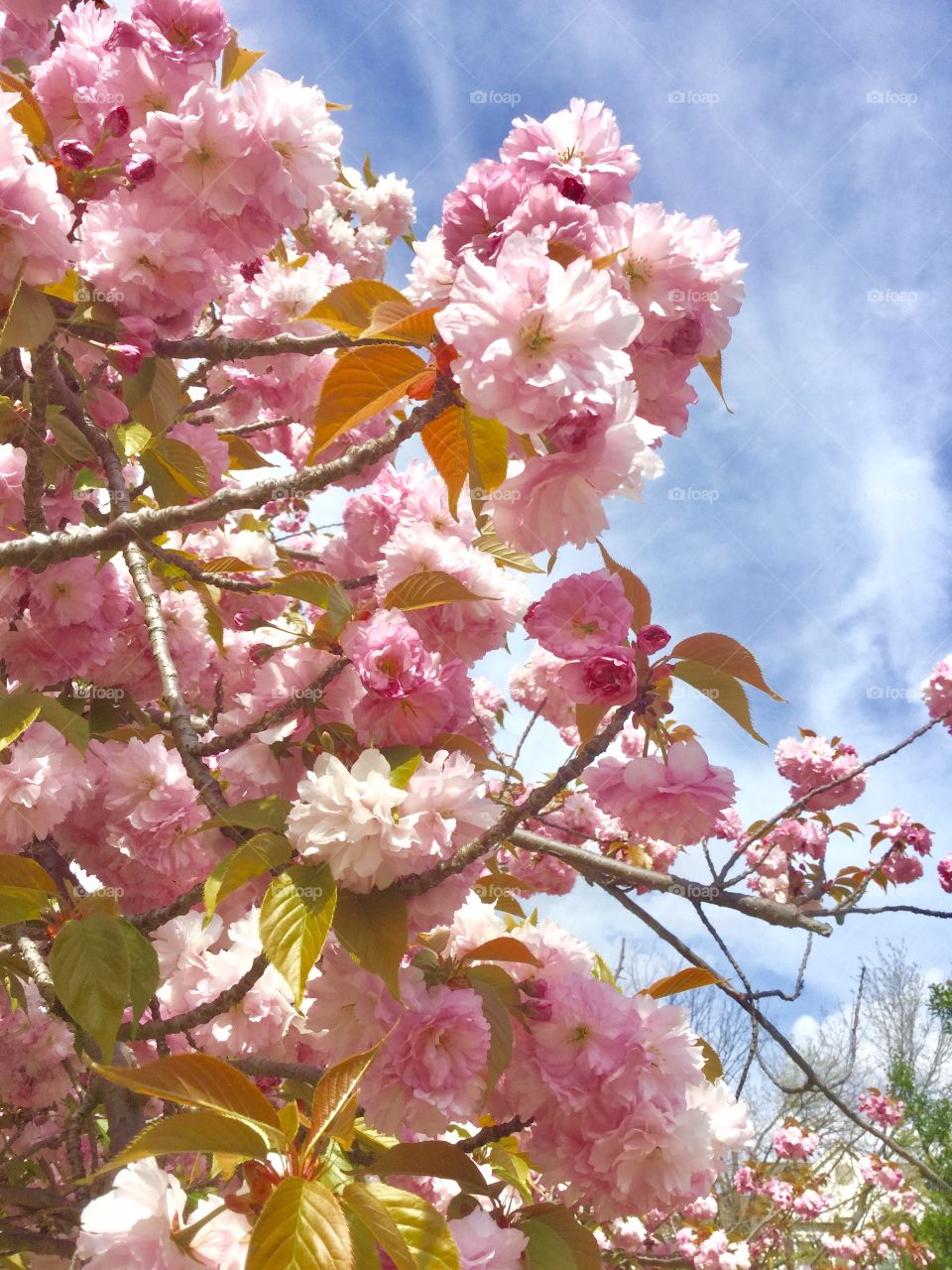 Love the Cherry blossoms 