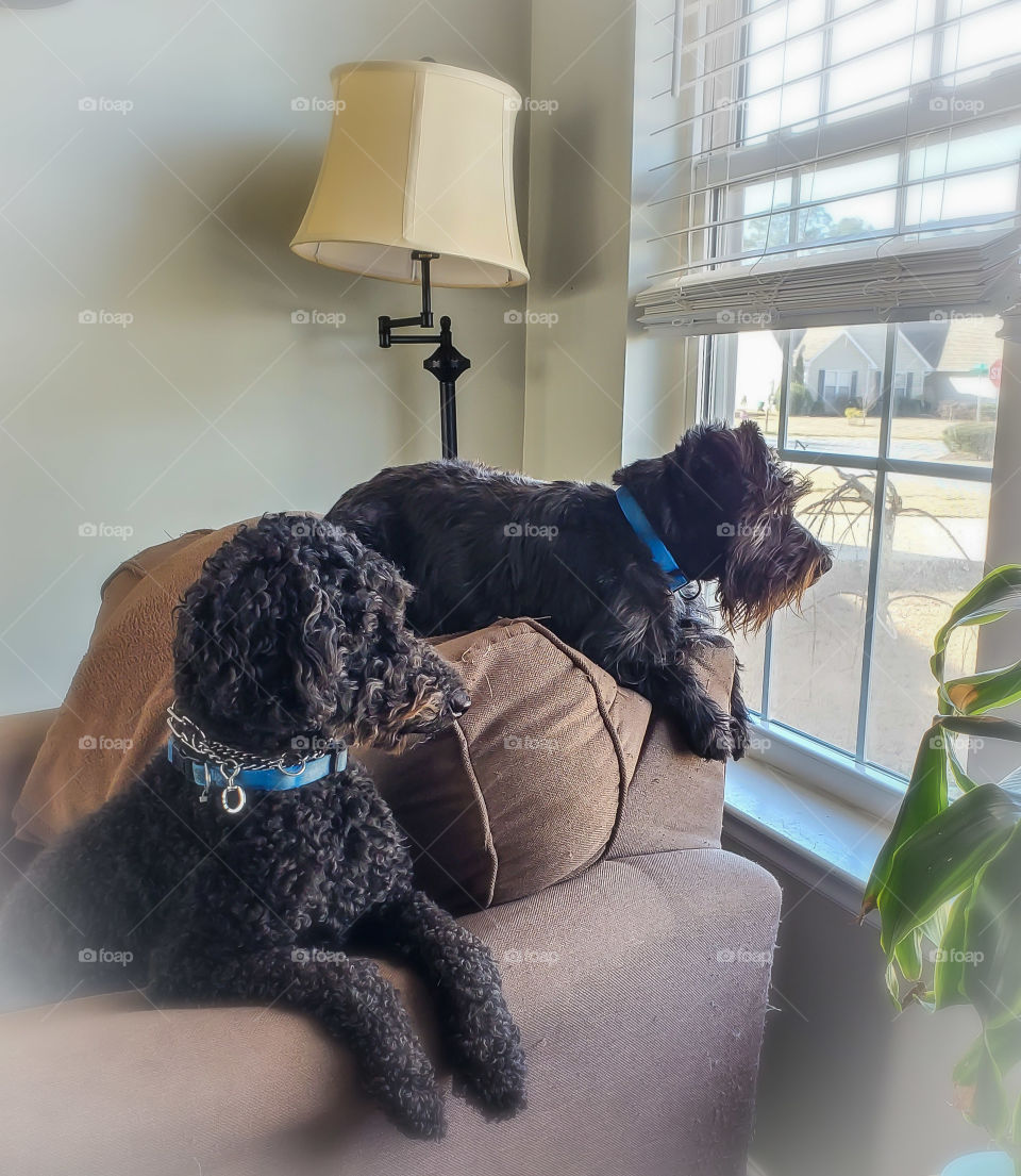 Partners sit by the window waiting on someone to walk in the door, prepared to greet them with several excited barks.