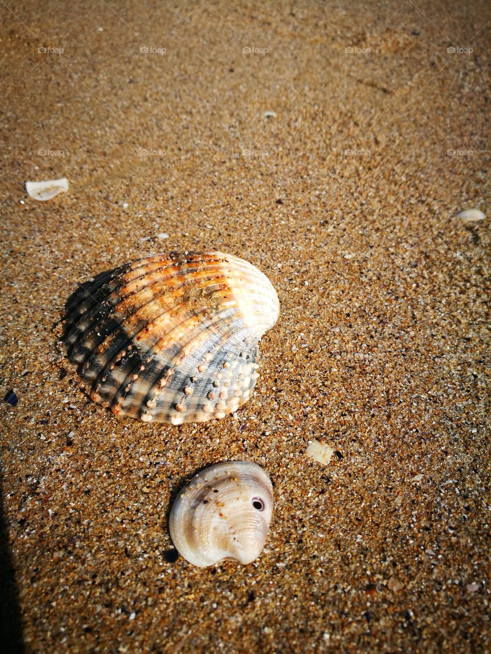 shell