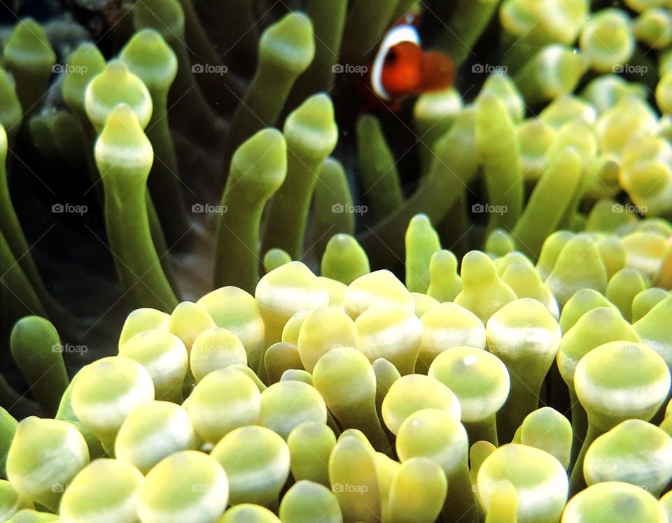 little Nemo hide in anemone