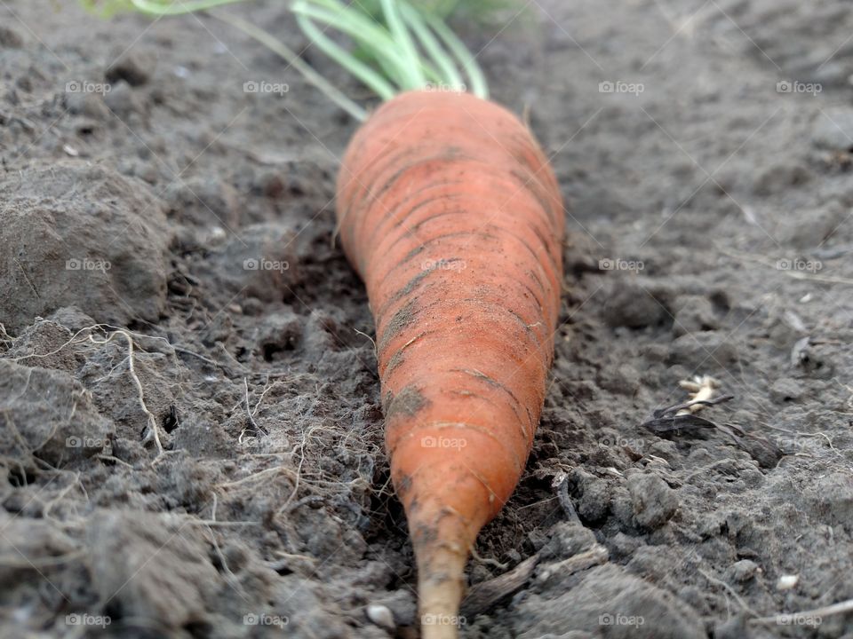 Orange carrot in the field.