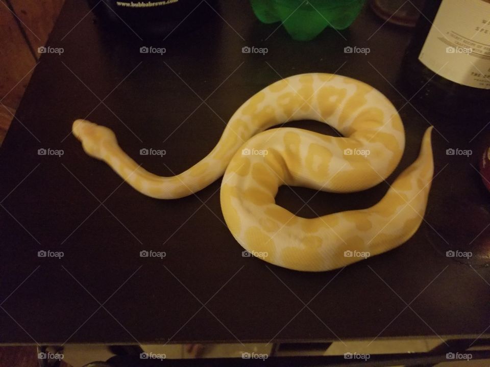 Albino ball python
