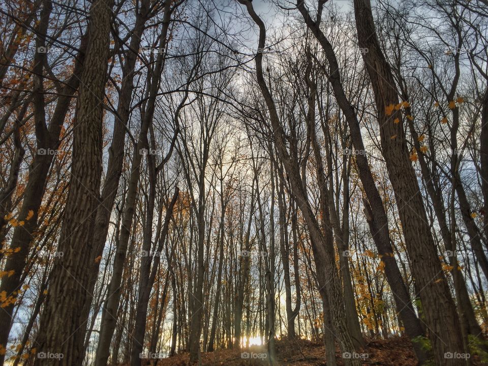 Sunset beyond the trees