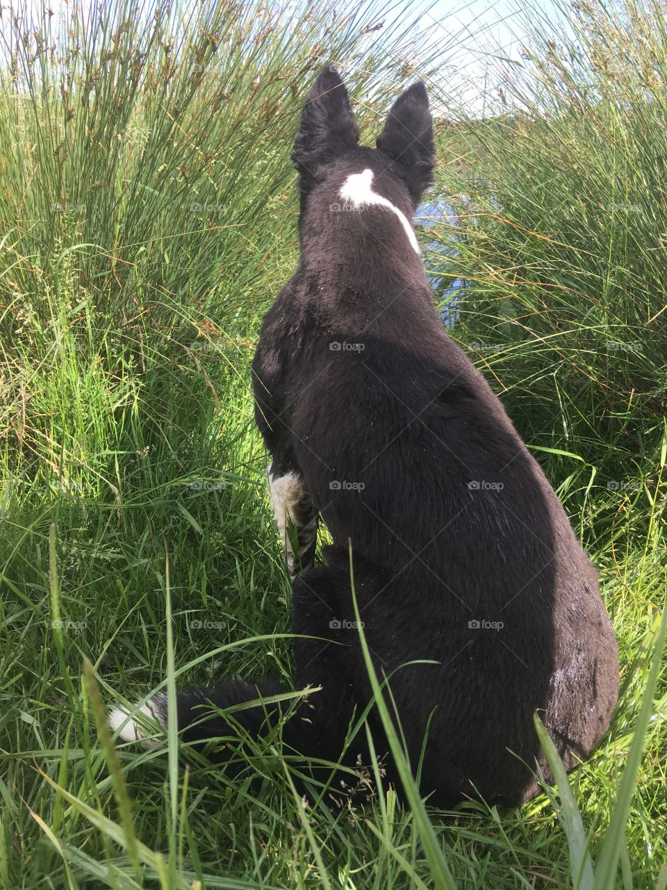 Collie with back towards camera. Sitting down in among reeds by river, look out to water