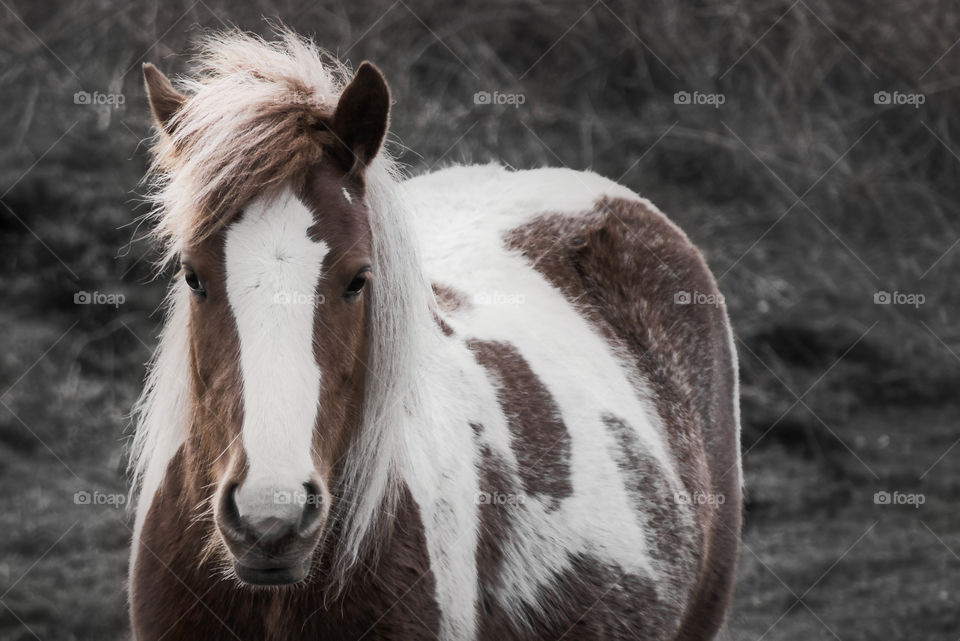 Horse portrait