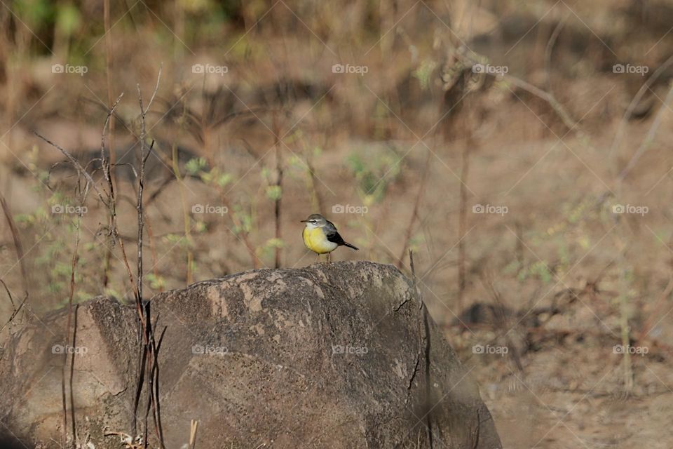 Grey wagtail sitting on rock stone