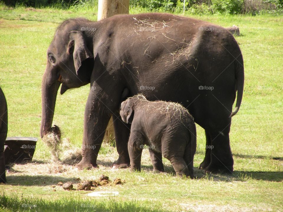 Elephant Family. Mom & baby elephant 