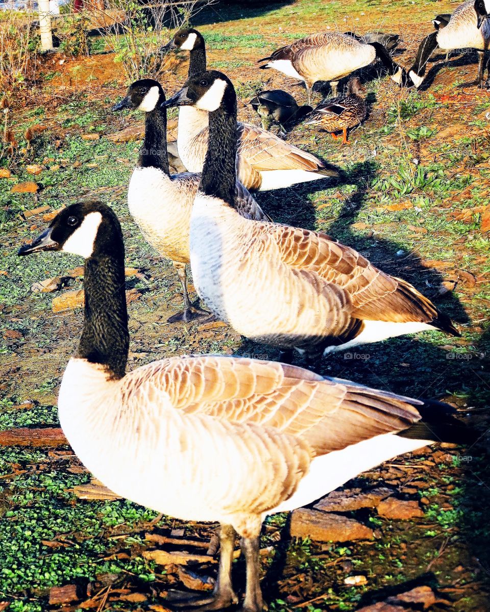 Thus Gaggle Of Beautiful Canadian Geese Could Be A Masterpiece. 