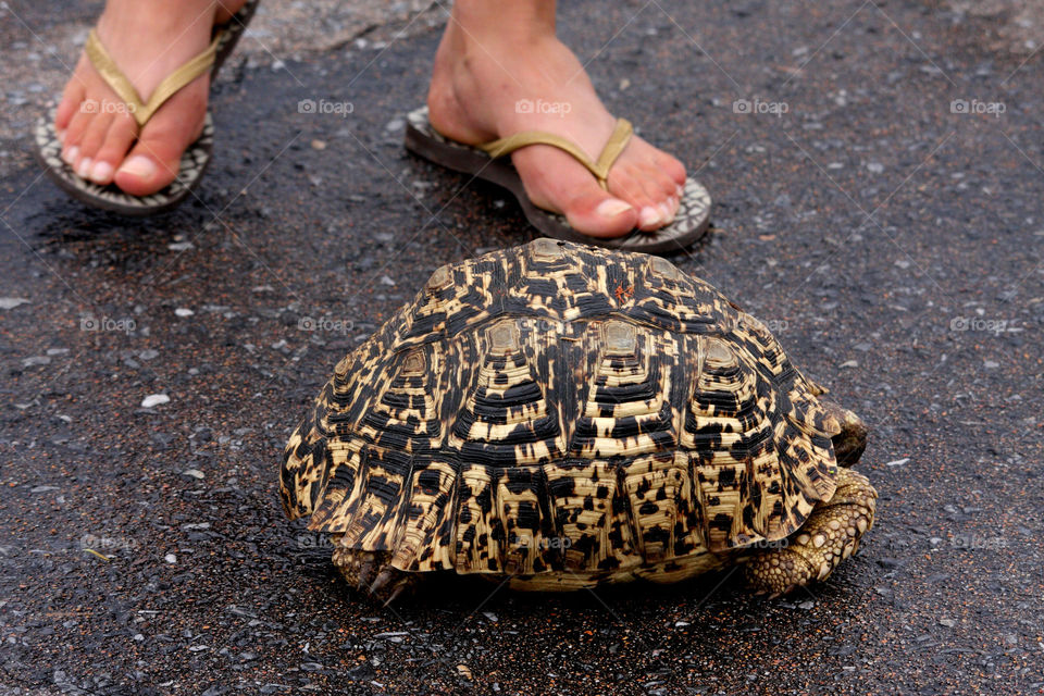 Tortoise matching flip-flops