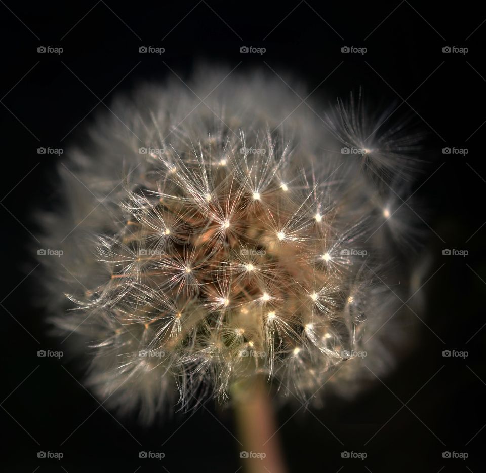 How a dandelion looks under the moon. 